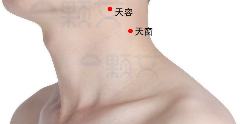 天容穴位图 艾灸取穴方法 主治病症 应用经验