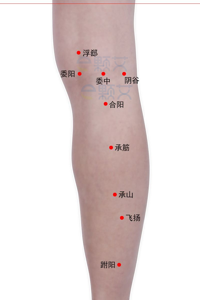 飞扬穴位图 艾灸取穴方法 主治病症 应用经验