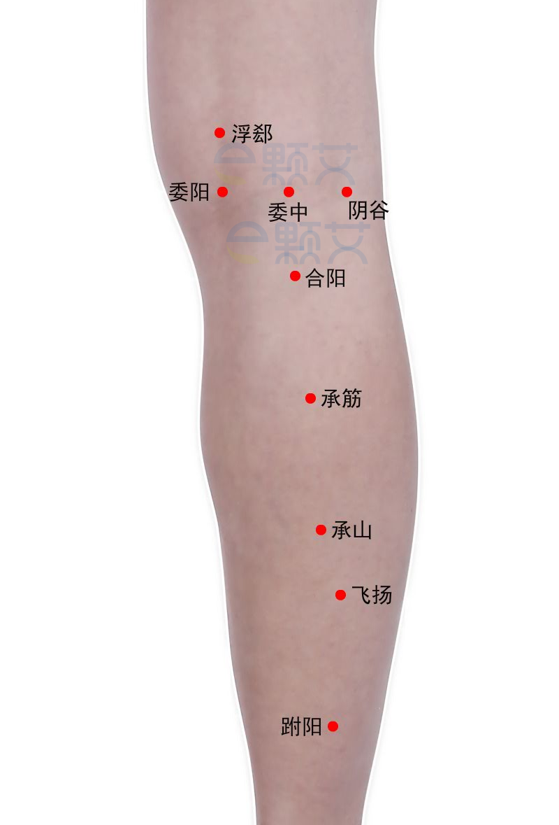 合阳穴位图 艾灸取穴方法 主治病症 应用经验