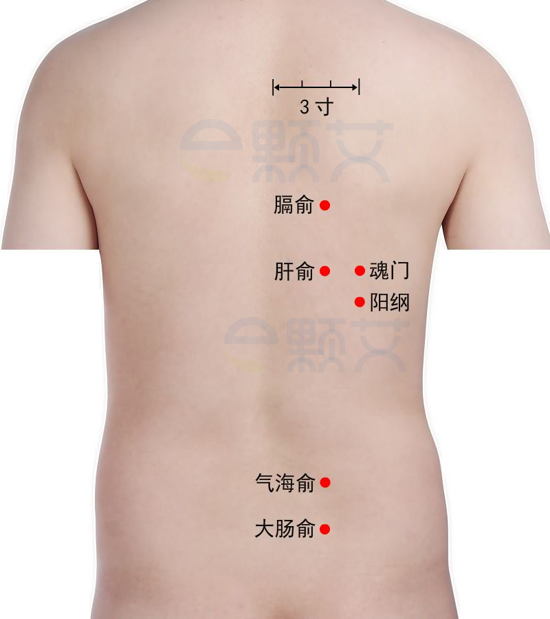 阳纲穴位图 艾灸取穴方法 主治病症 应用经验